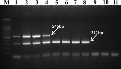 kw11 strain|KW11 